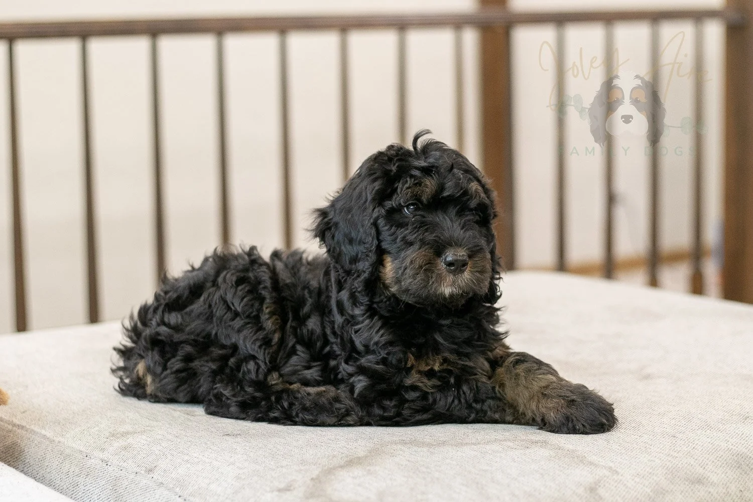 Acadia Bernedoodle Puppy-507.jpg