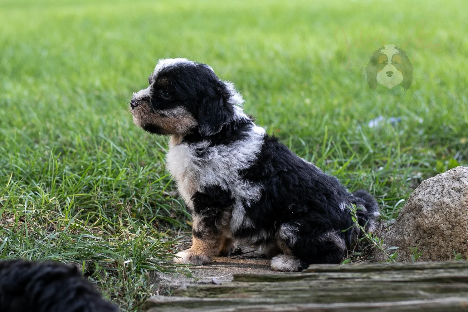 Artemesia Bernedoodle Puppy-132.jpg