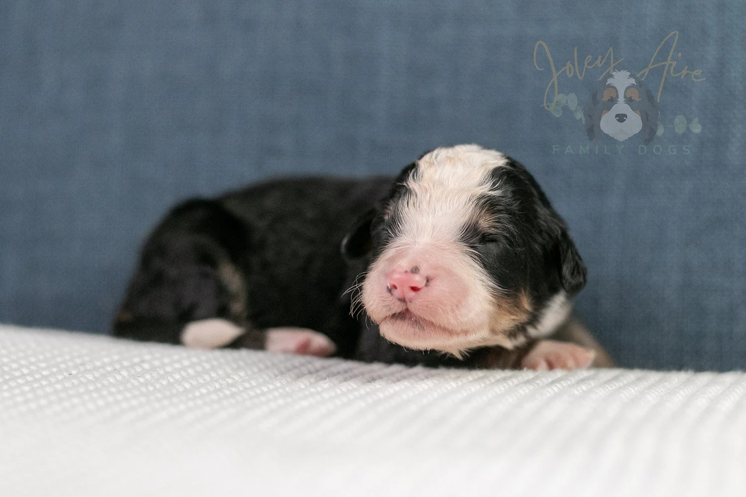 Archer Bernedoodle Puppy-74.jpg
