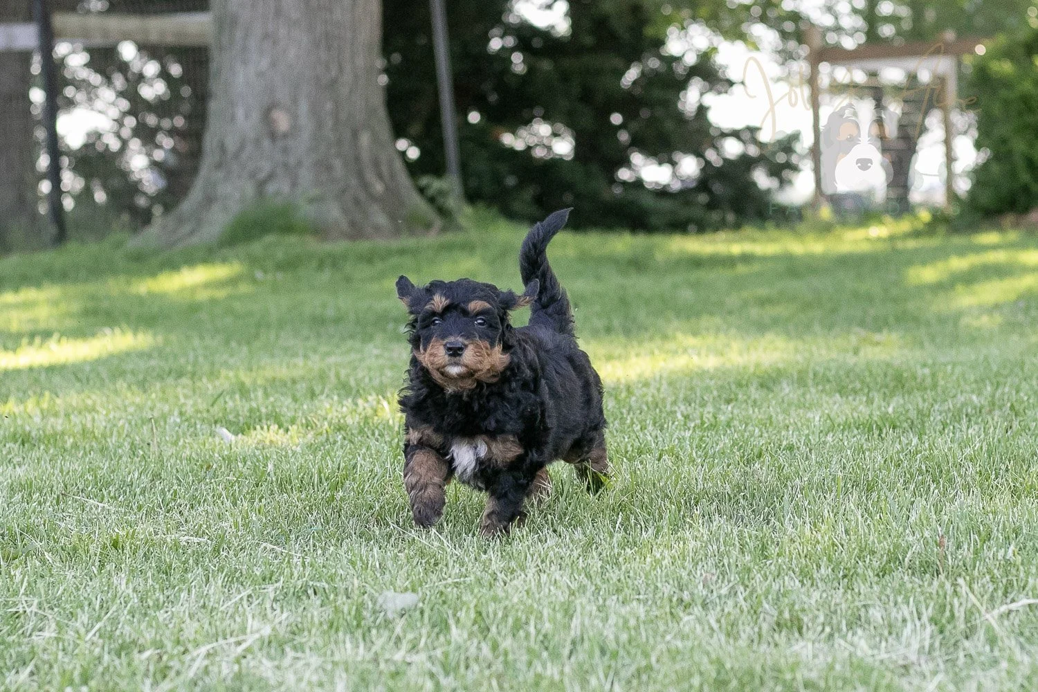 Banjo Bernedoodle Puppy-12.jpg