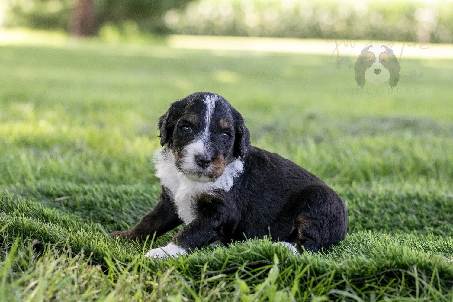 Yosemite Bernedoodle Puppy-384.jpg