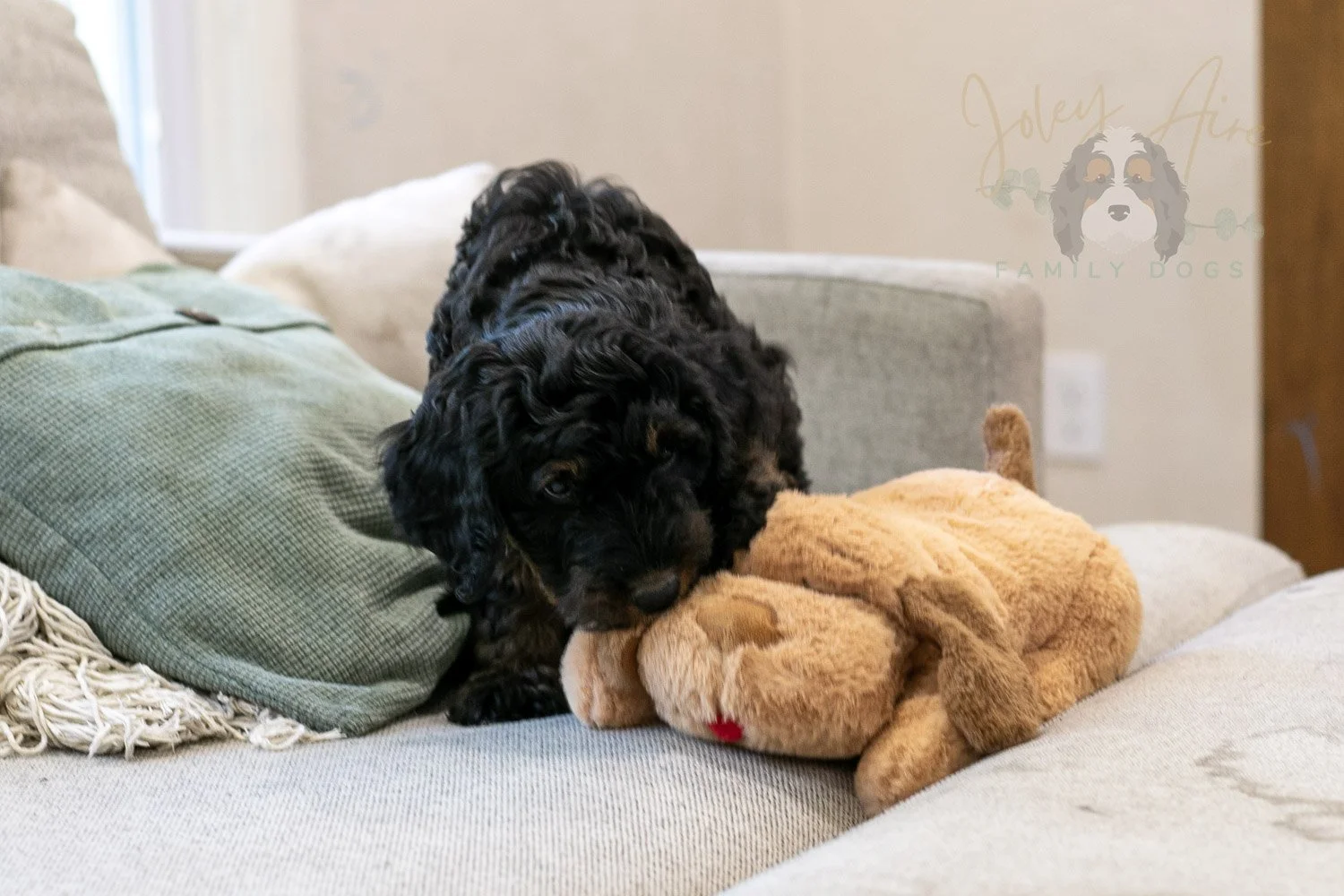 Denali Bernedoodle Puppy-556.jpg