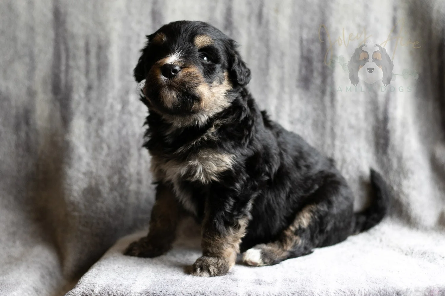 Da Vinci Bernedoodle Puppy-164.jpg