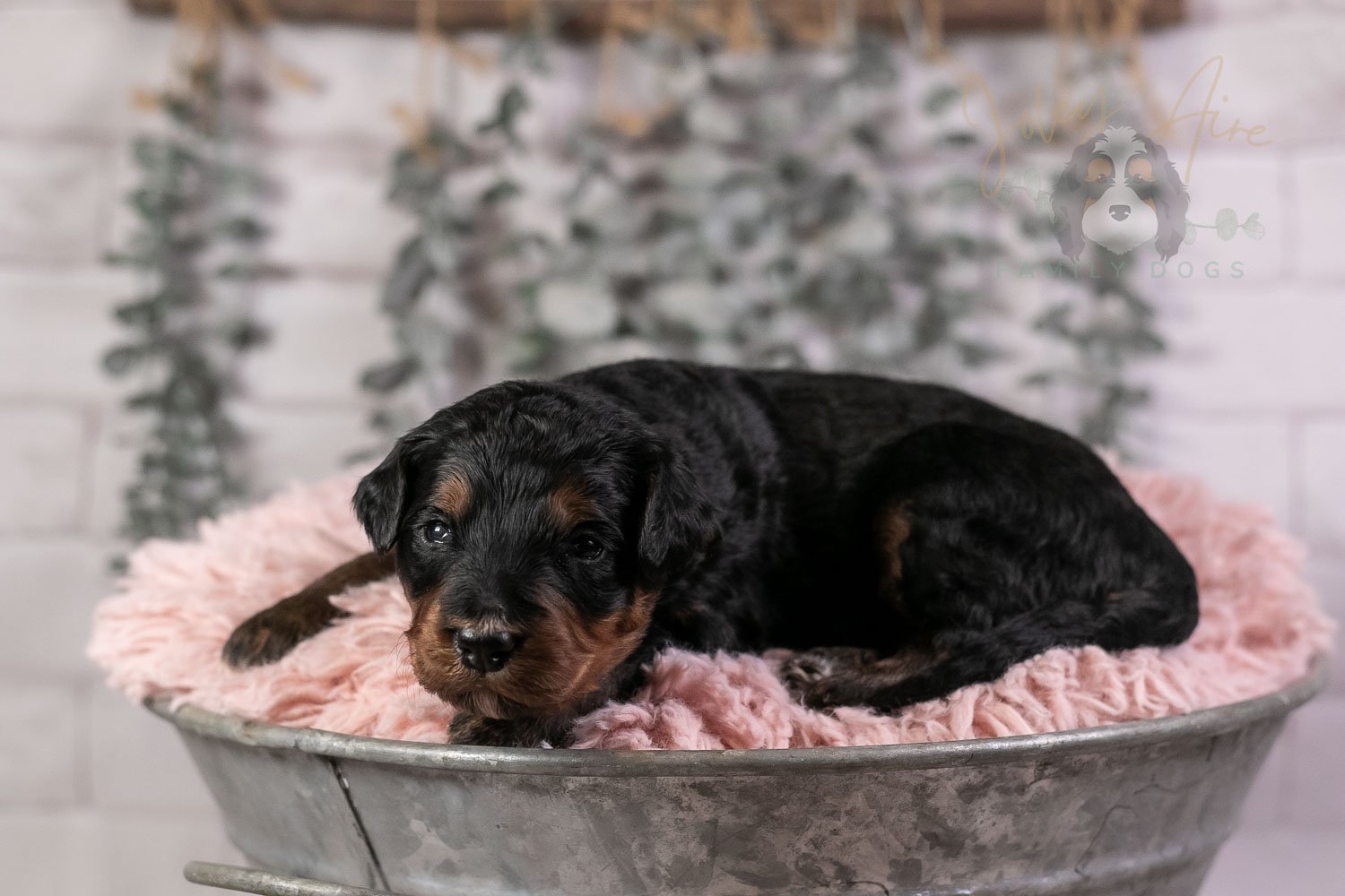 Banjo Bernedoodle Puppy-31.jpg