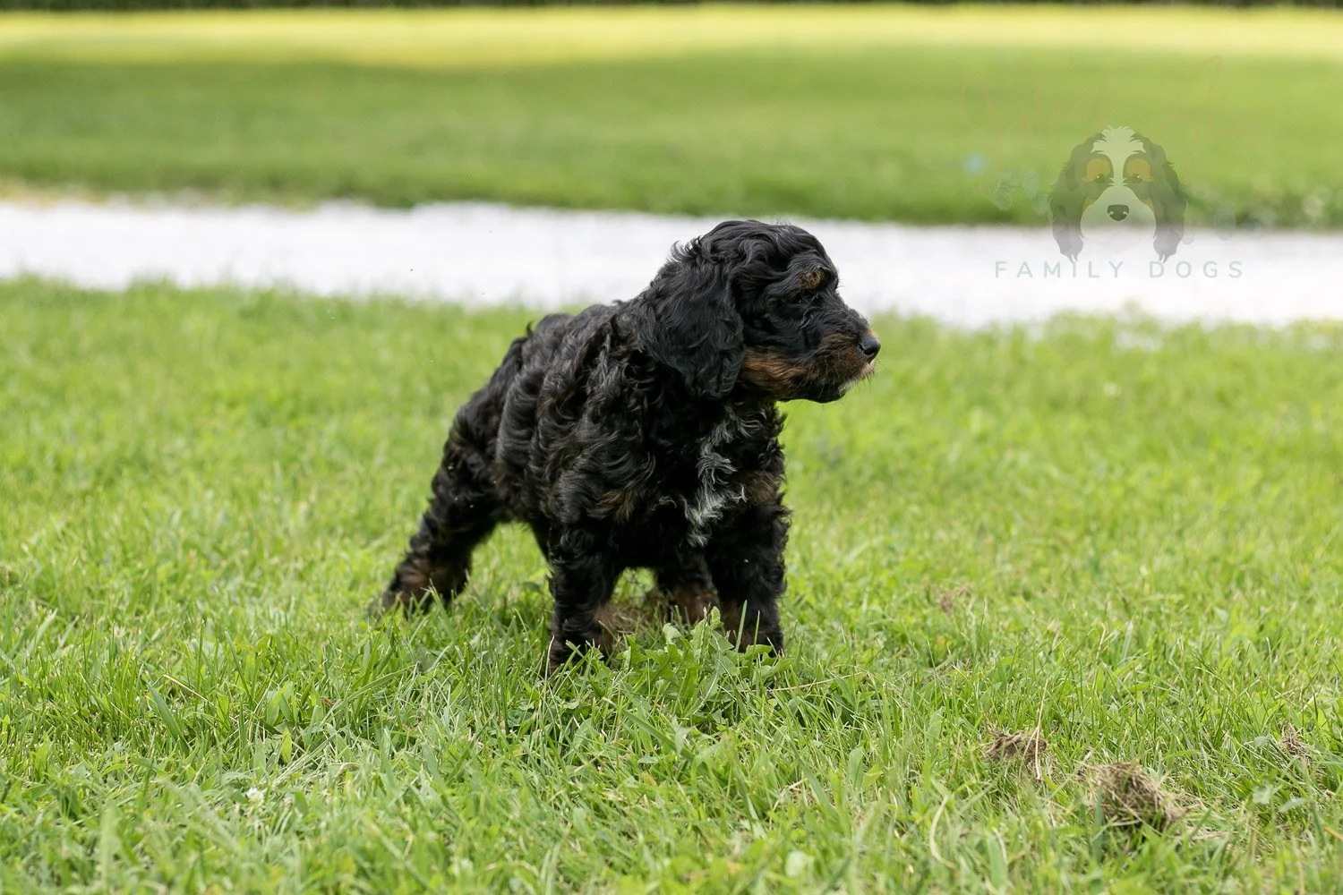 Denali Bernedoodle Puppy-98.jpg