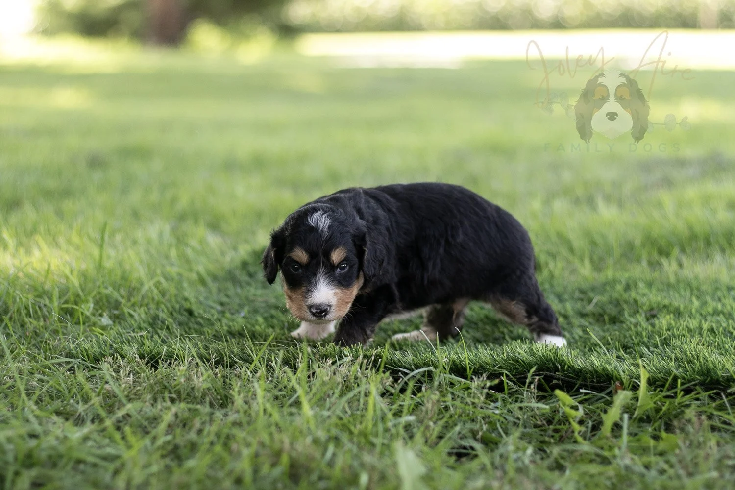 Walter Shirley Bernedoodle Puppy-444.jpg
