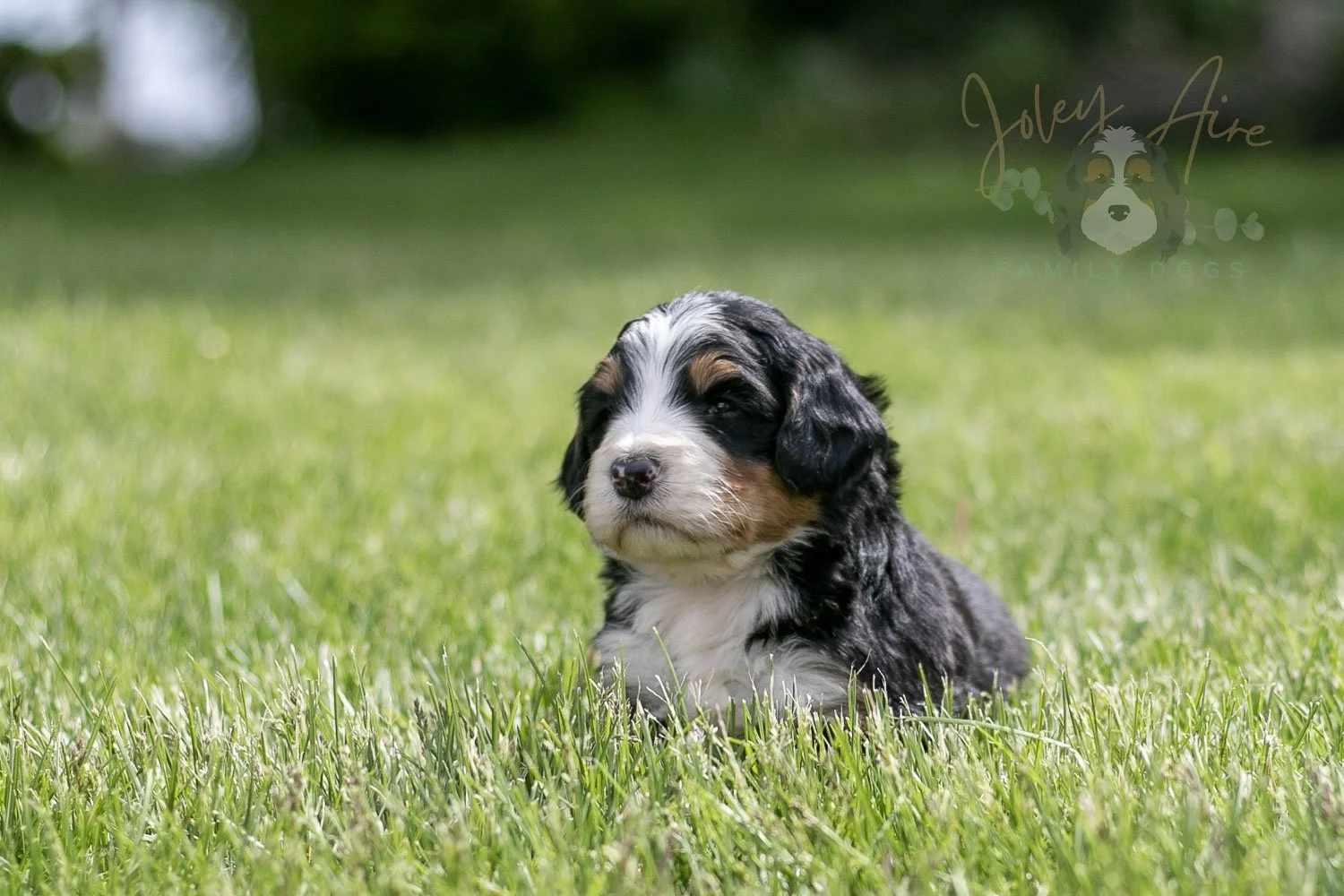 Trumpet Bernedoodle Puppy-16.jpg