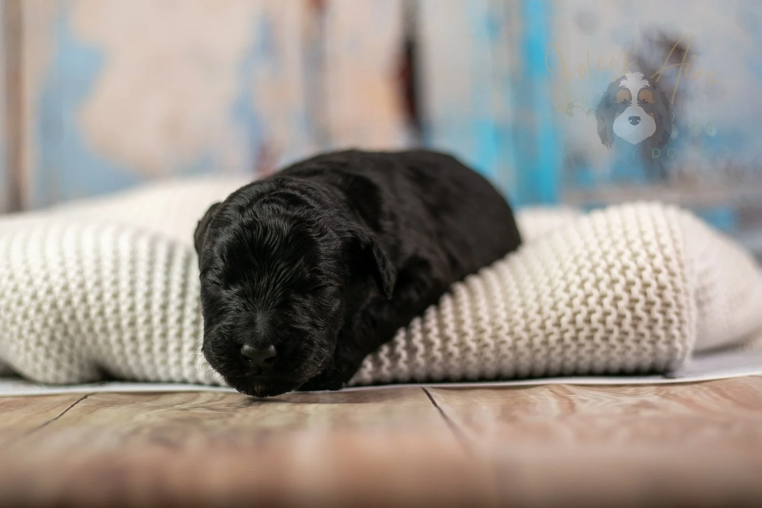 Andy Warhol Bernedoodle Puppy-215.jpg