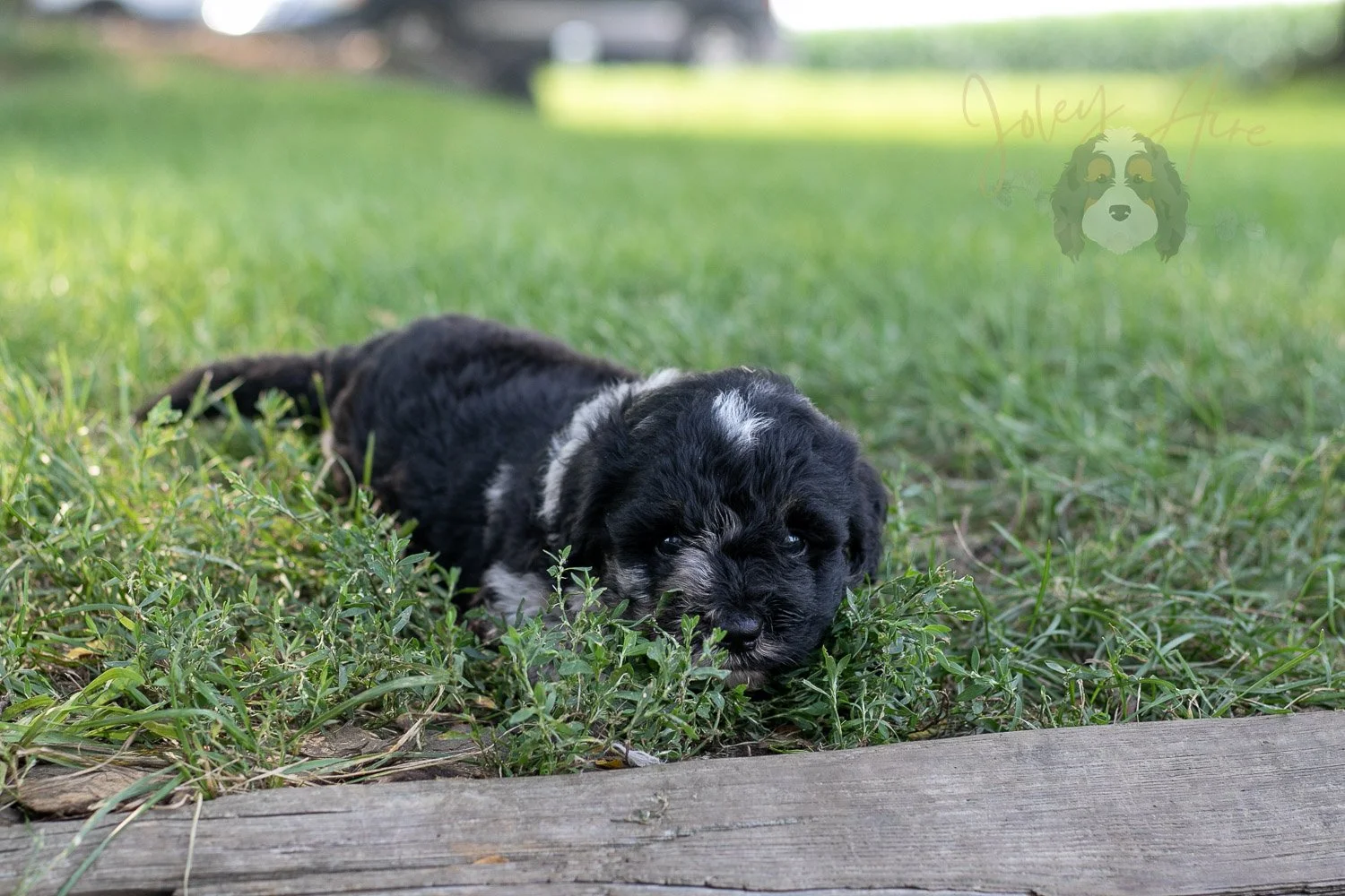 Bob Ross Bernedoodle Puppy-158.jpg