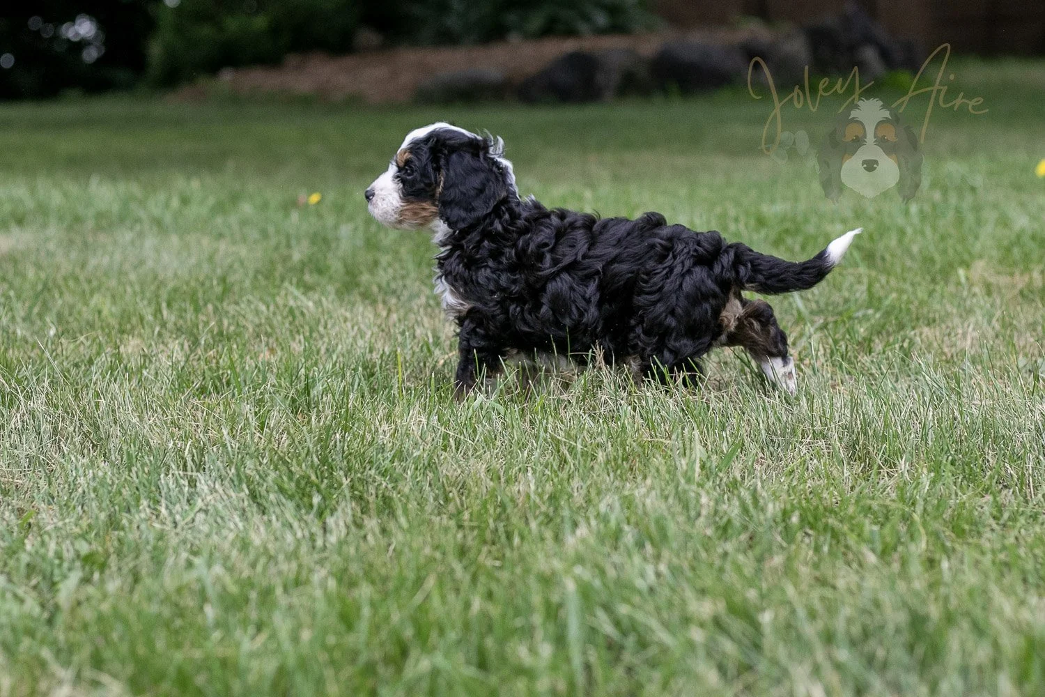 Yellowstone Bernedoodle Puppy-59.jpg
