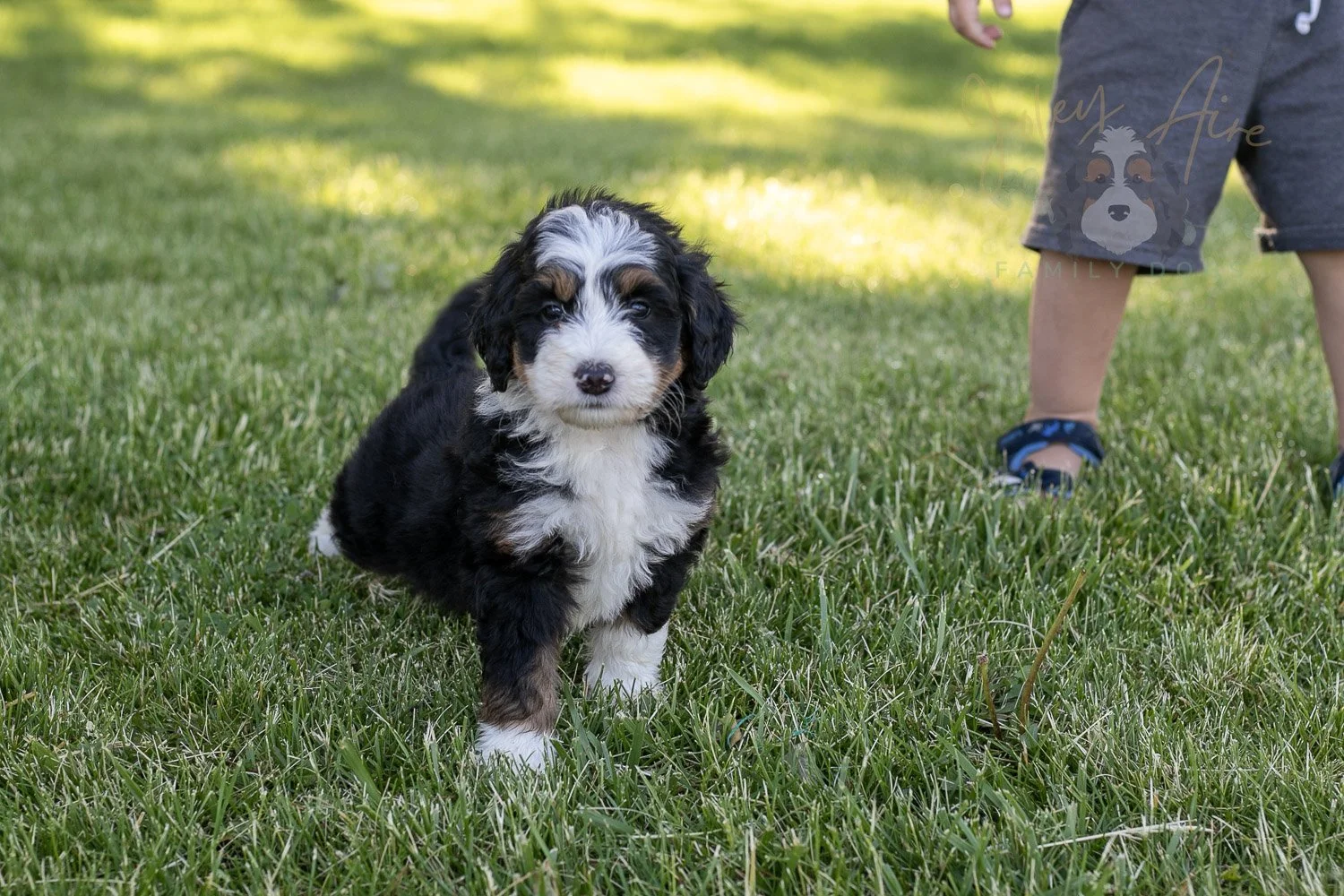 Harmonica Bernedoodle Puppy-2.jpg