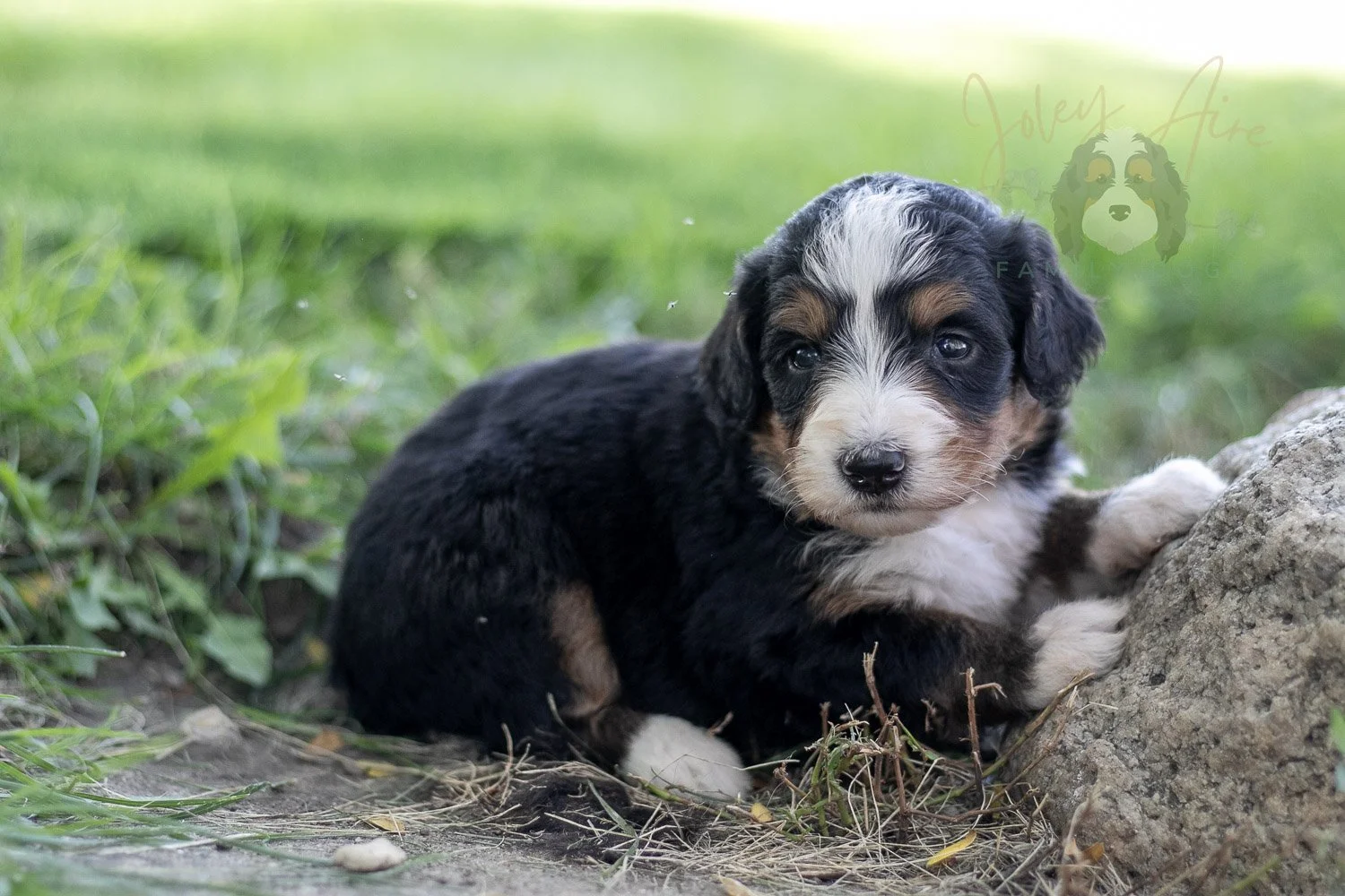 Diana Barry Bernedoodle Puppy-575.jpg