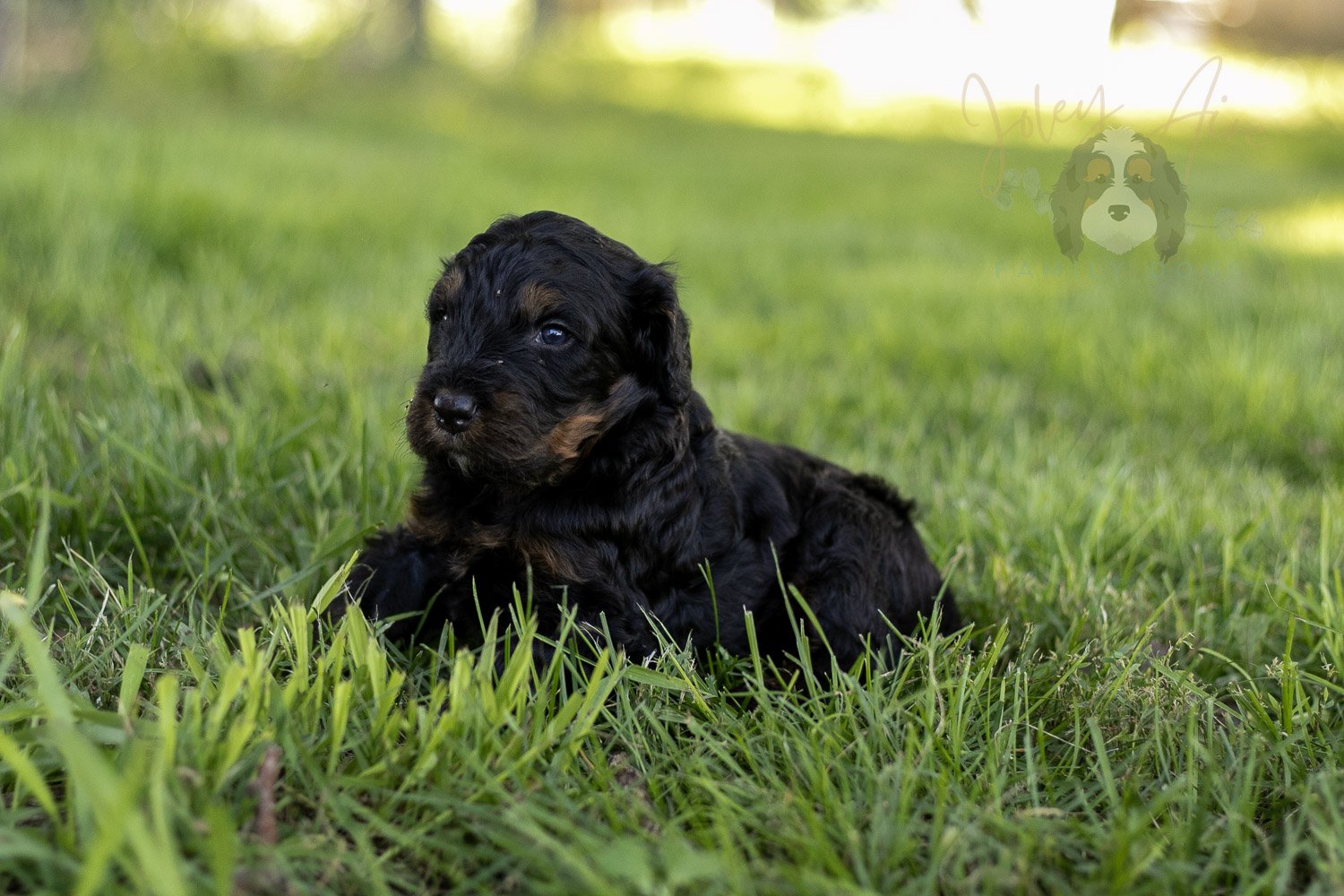 Acadia Bernedoodle Puppy-428.jpg