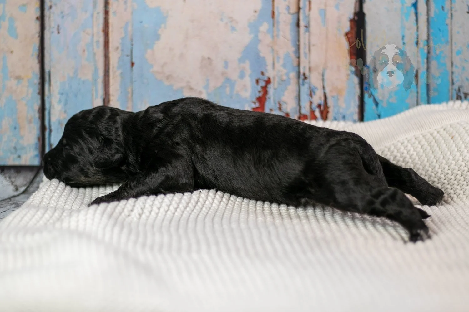 Andy Warhol Bernedoodle Puppy-205.jpg