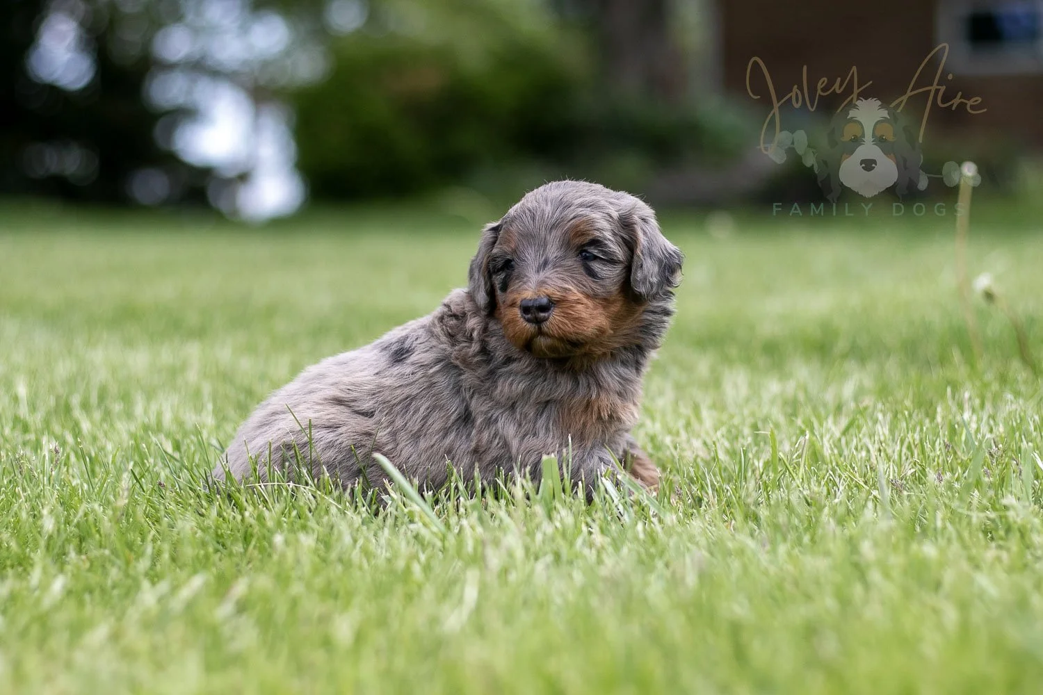 Flute Bernedoodle Puppy-45.jpg