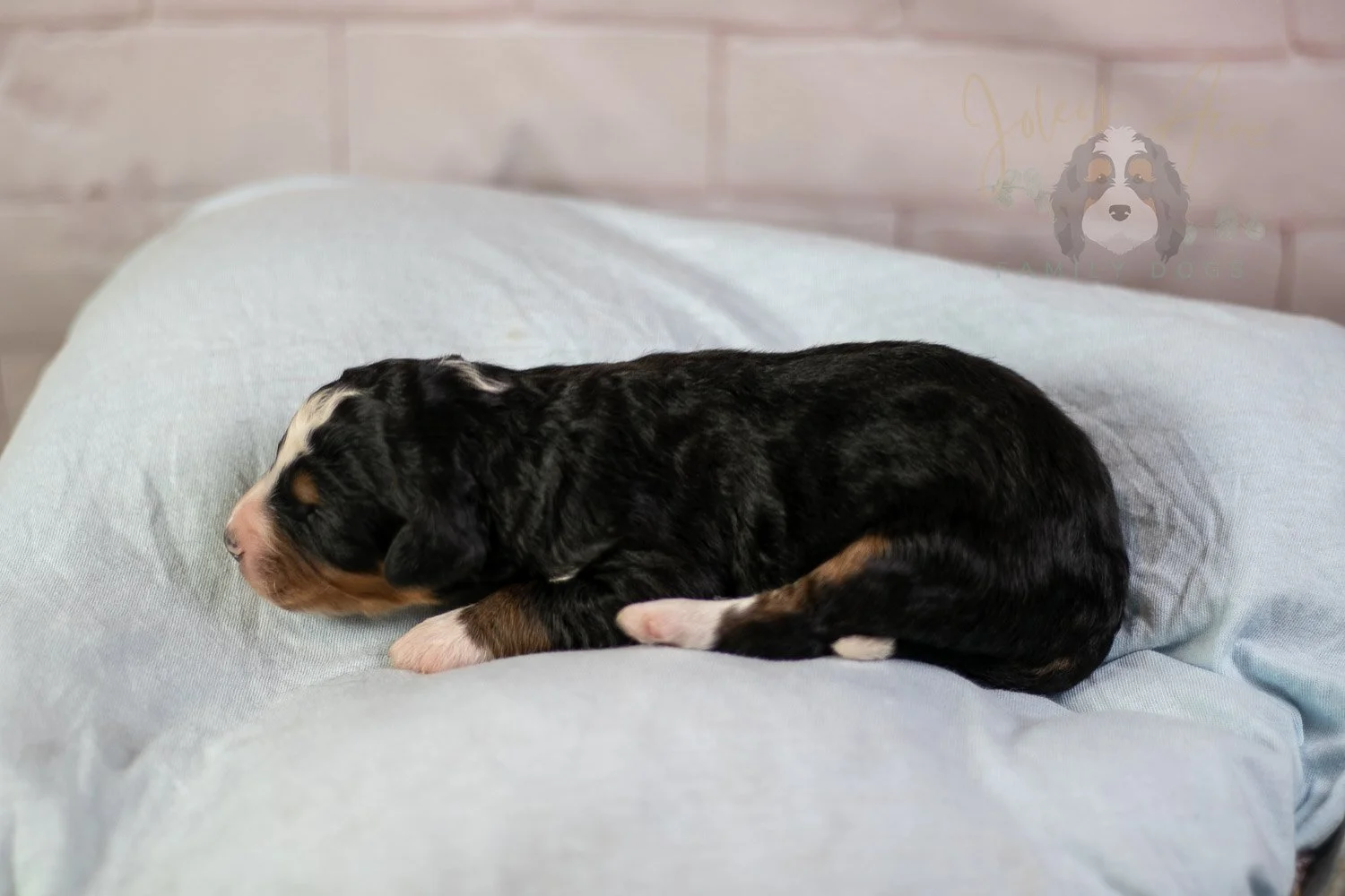 Diana Bernedoodle Puppy-49.jpg