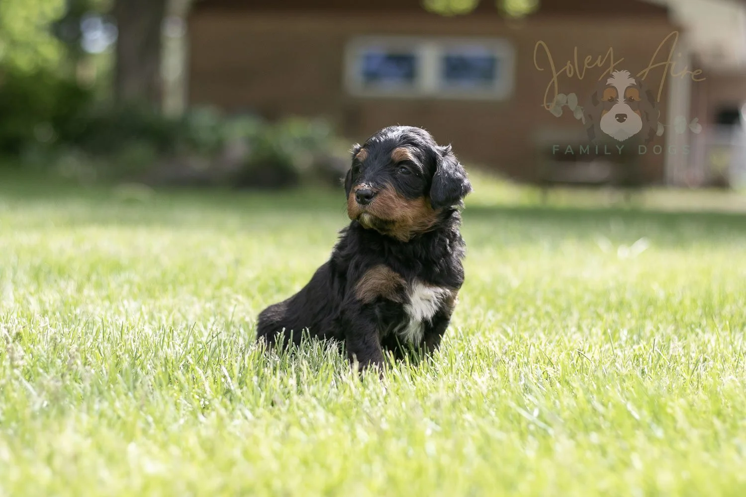 Banjo Bernedoodle Puppy-37.jpg