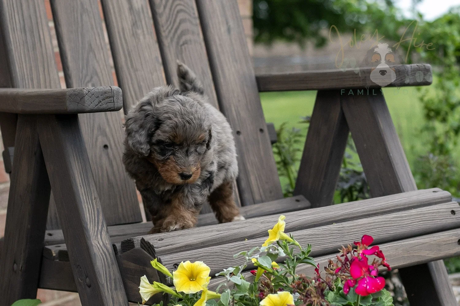 Flute Bernedoodle Puppy-1.jpg