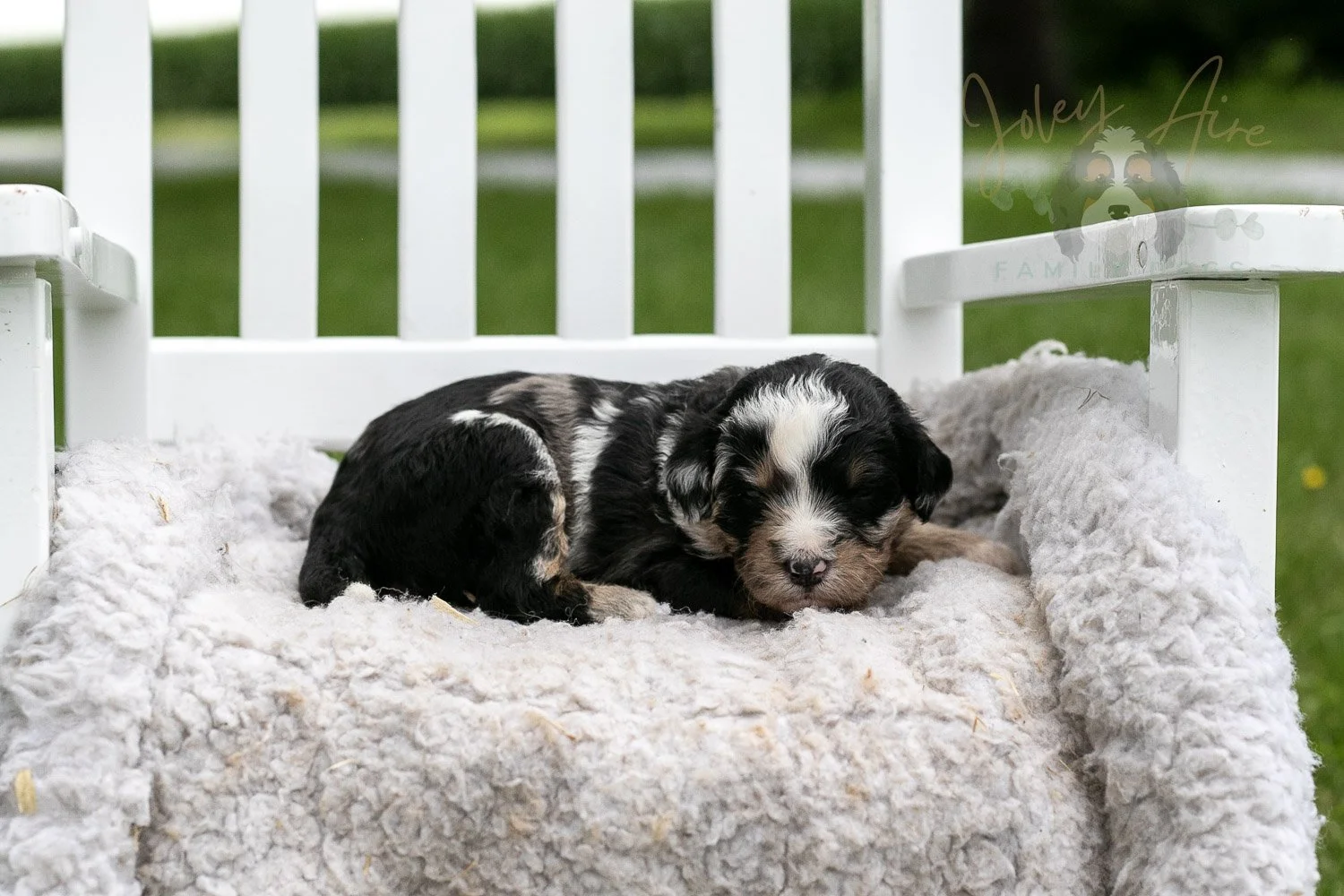 Artemisia Bernedoodle Puppy-657.jpg
