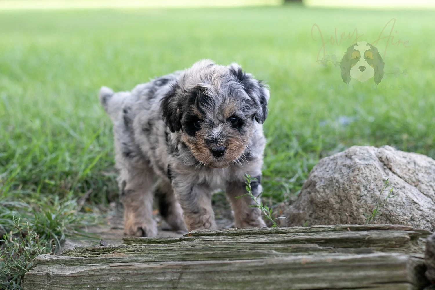 Frida Bernedoodle Puppy-135.jpg