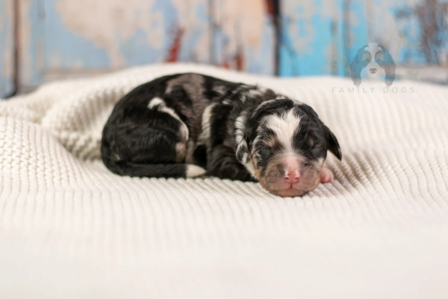 Artemisia Bernedoodle Puppy-149.jpg