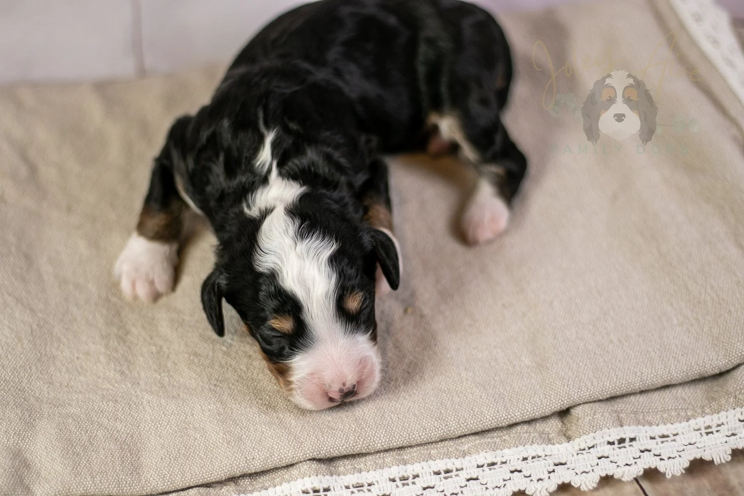Yellowstone Bernedoodle Puppy-207.jpg