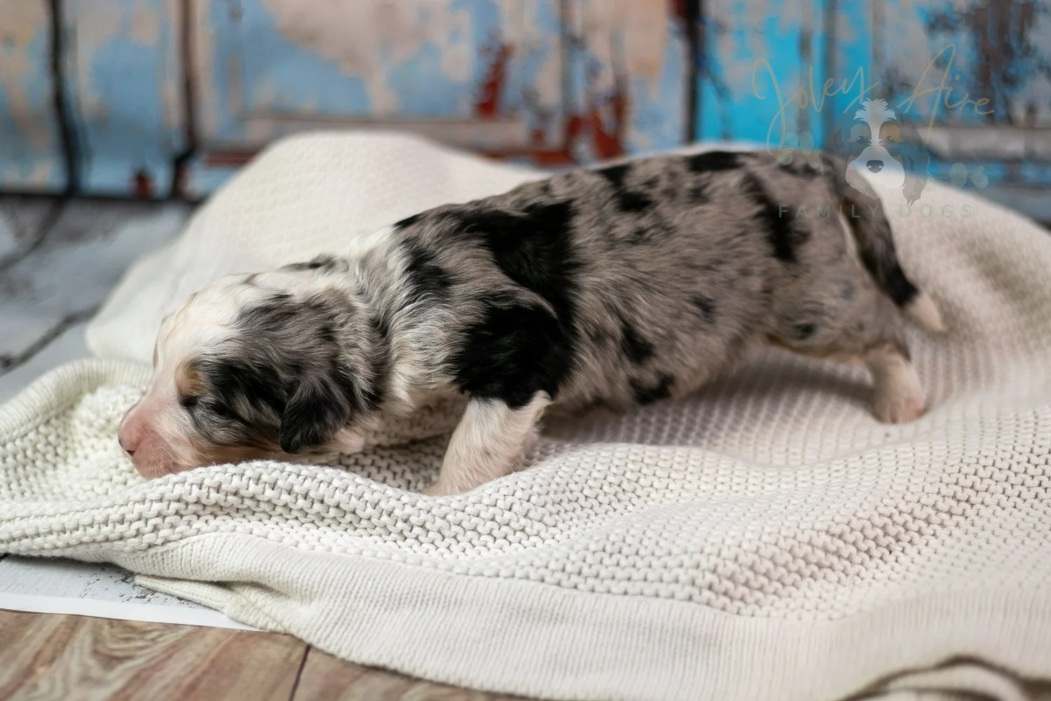 Pablo Picasso Bernedoodle Puppy-223.jpg
