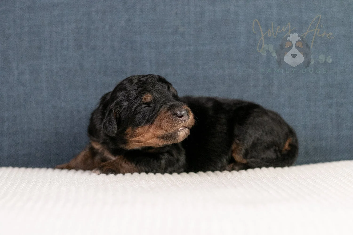 Amber Bernedoodle Puppy-15.jpg