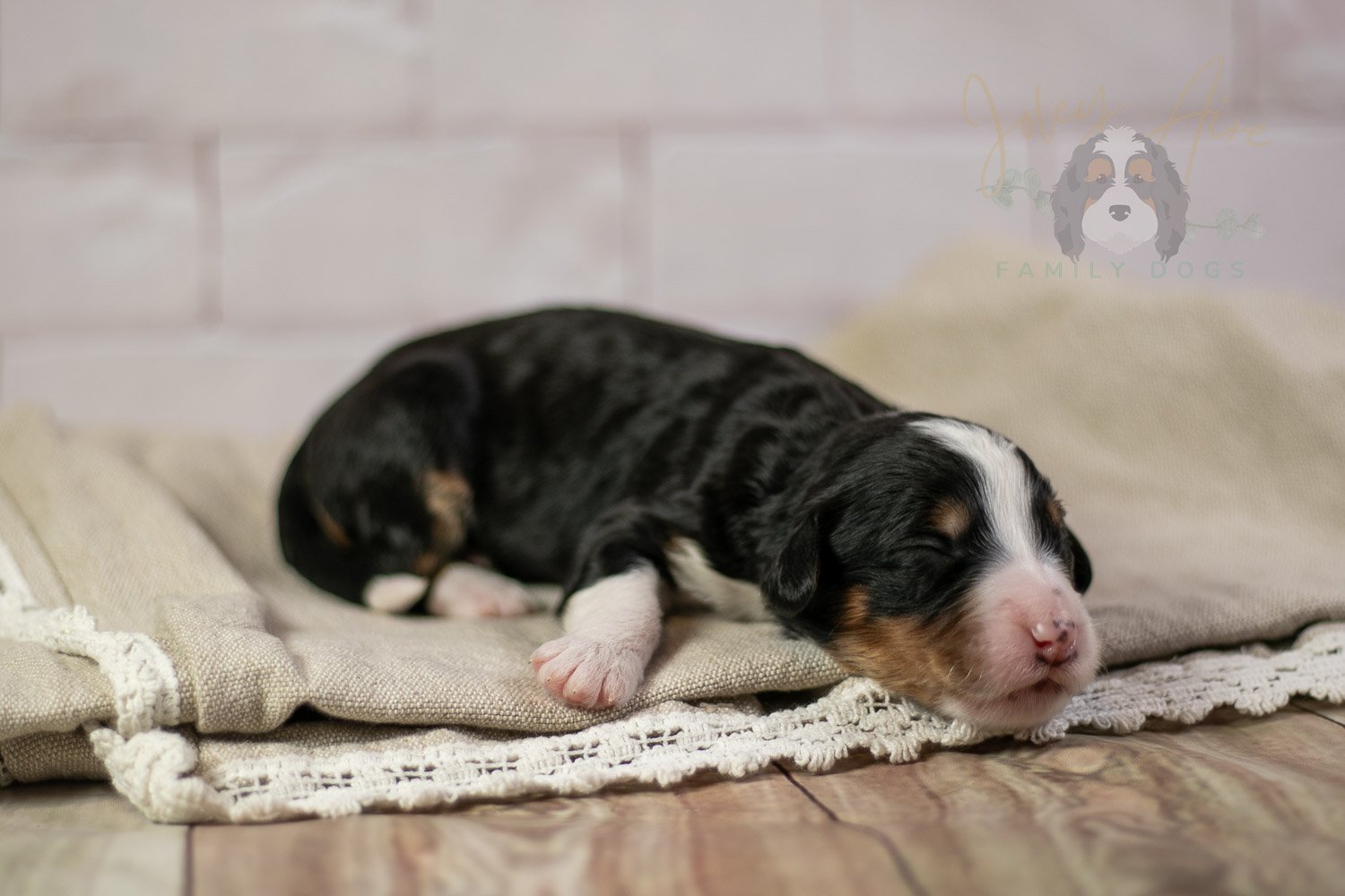 Zion Bernedoodle Puppy-125.jpg