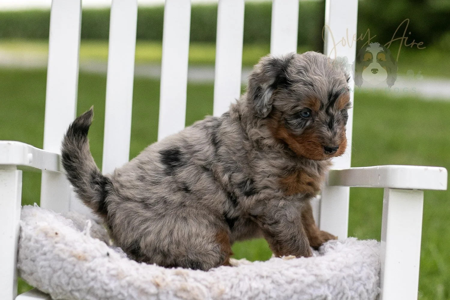 Marrila Cuthbert Bernedoodle Puppy-951.jpg