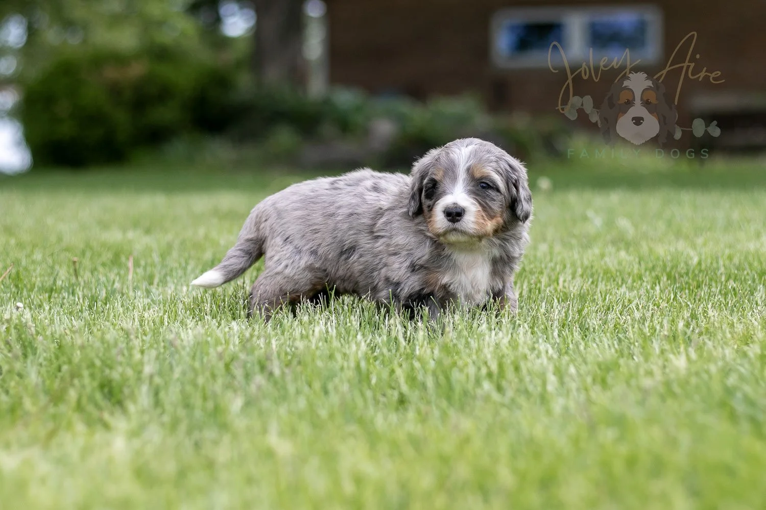 Drum Bernedoodle Puppy-27.jpg