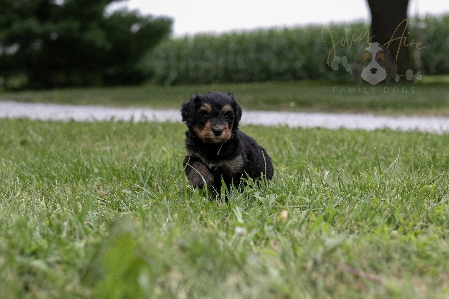 Mini Mae Bernedoodle Puppy-92.jpg