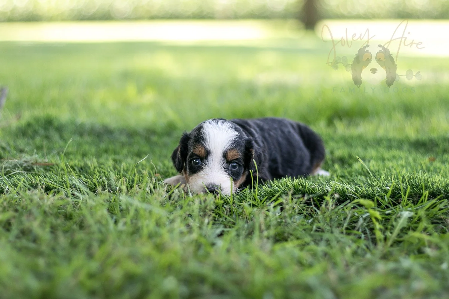 Anne Shirley Bernedoodle Puppy-527.jpg