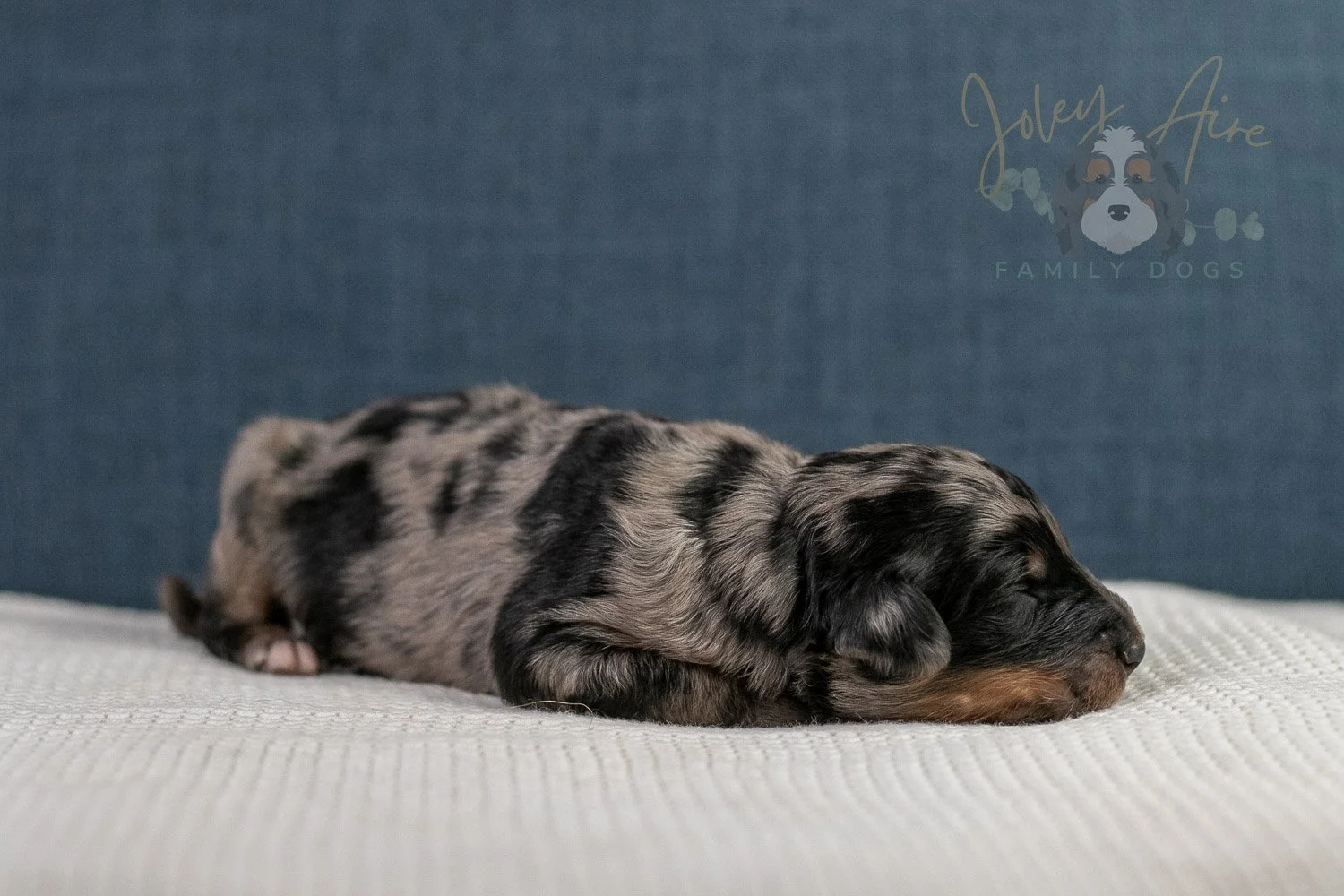 Adam Bernedoodle Puppy-33.jpg