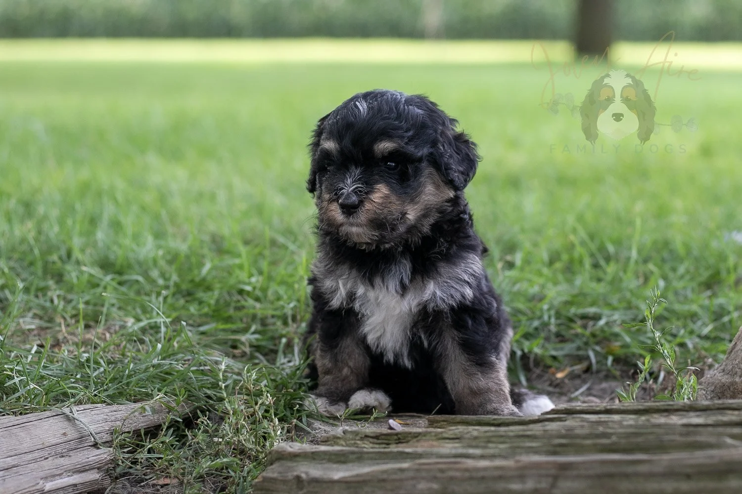 Georgia Bernedoodle Puppy-210.jpg