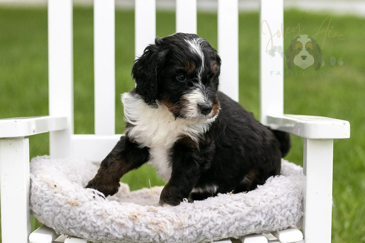 Yosemite Bernedoodle Puppy-968.jpg