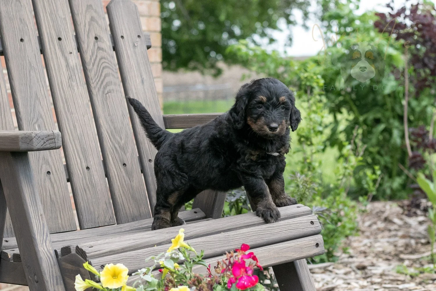 Piano Bernedoodle Puppy-22.jpg