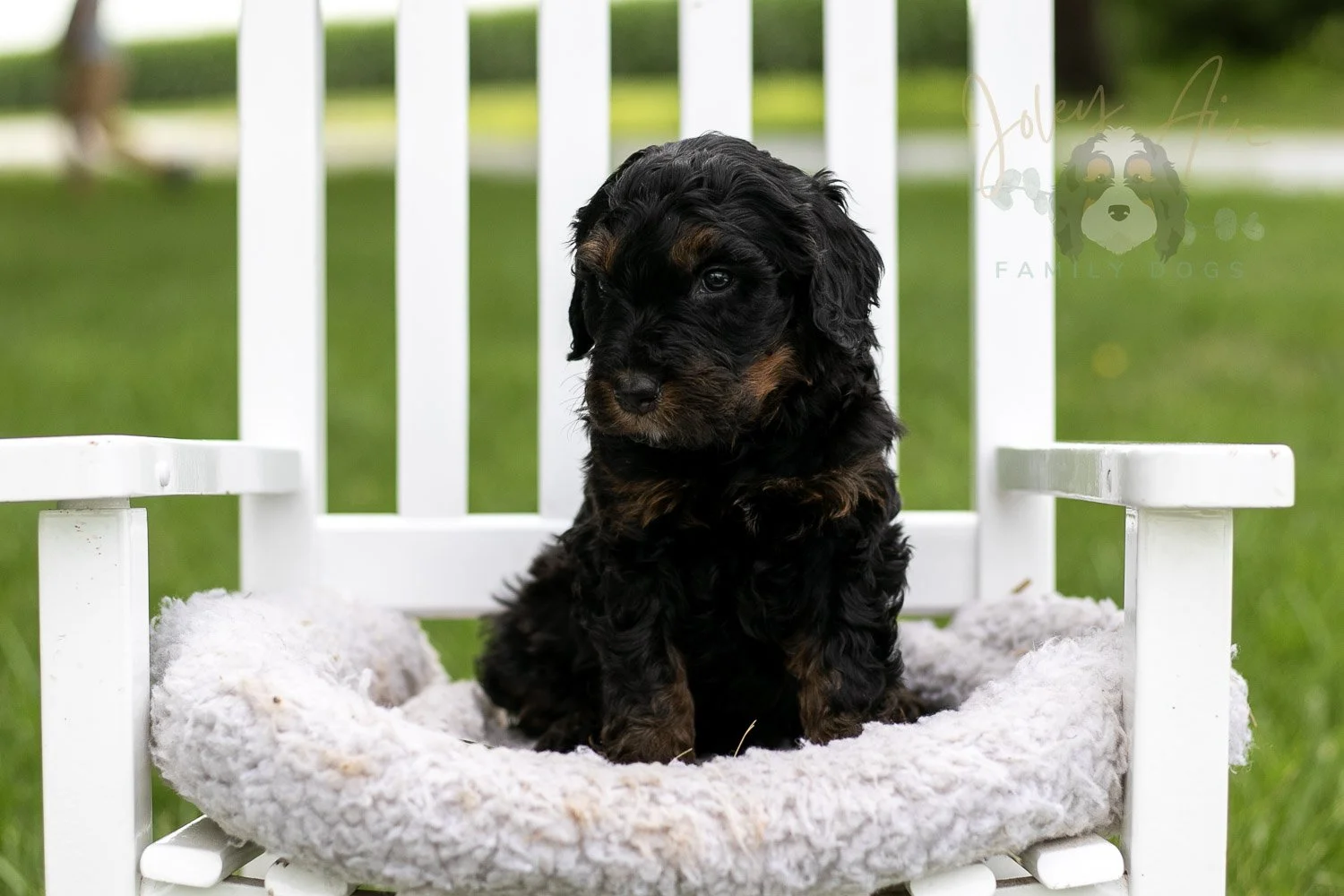 Denali Bernedoodle Puppy-841.jpg