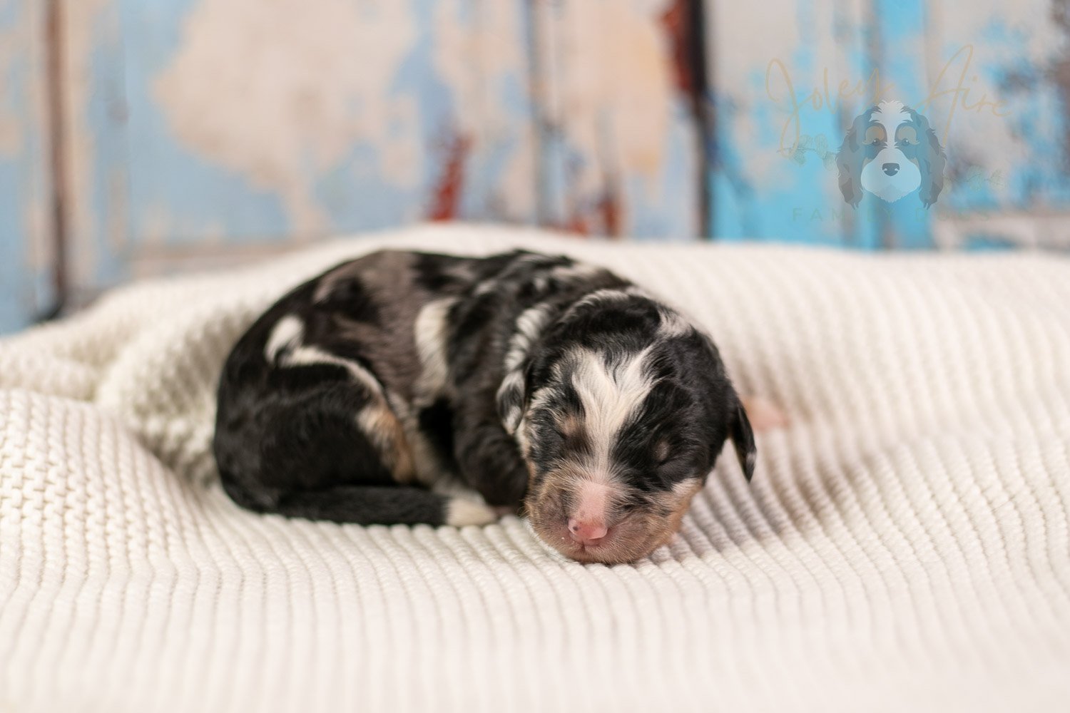 Artemisia Bernedoodle Puppy-143.jpg
