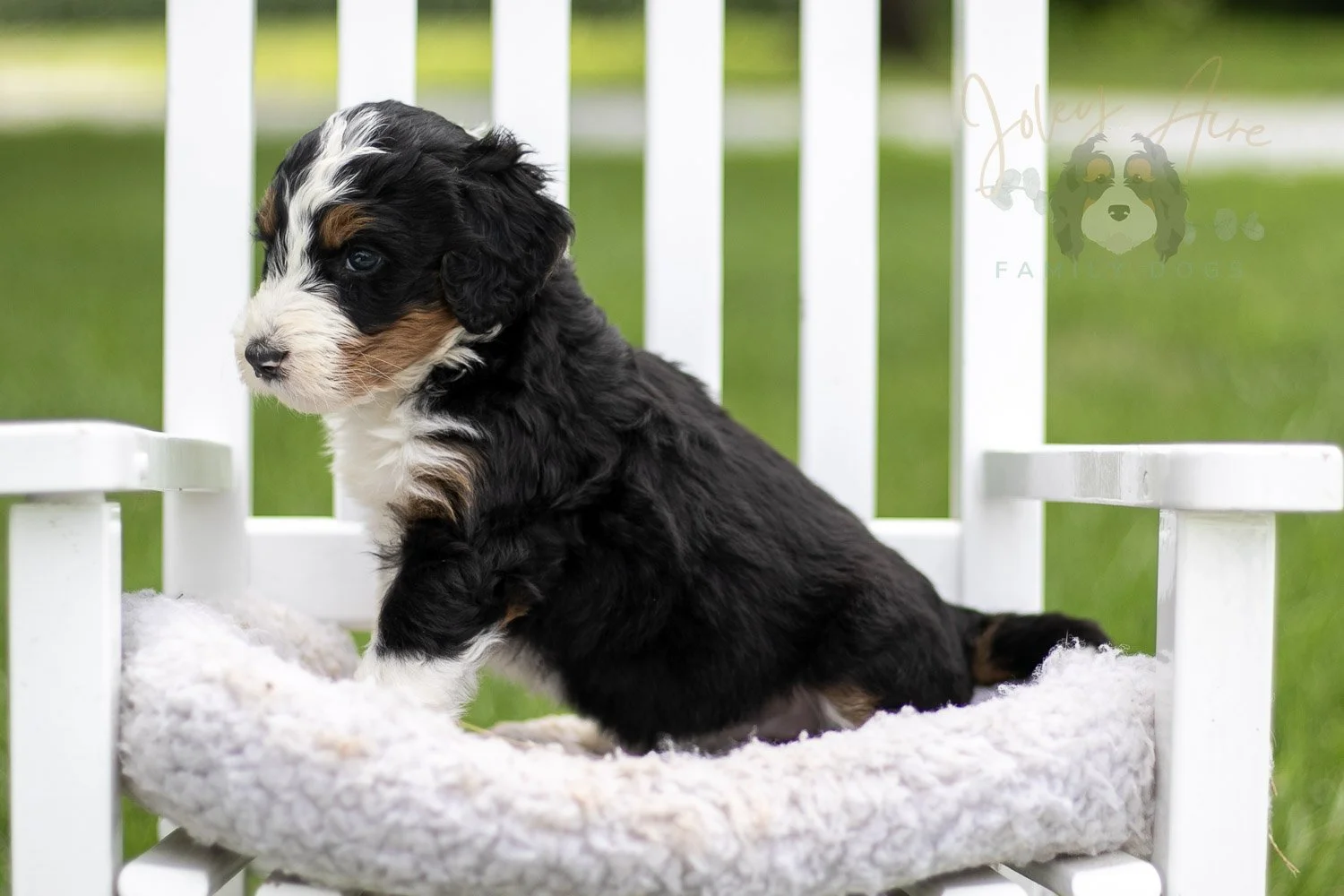 Zion Bernedoodle Puppy-816.jpg