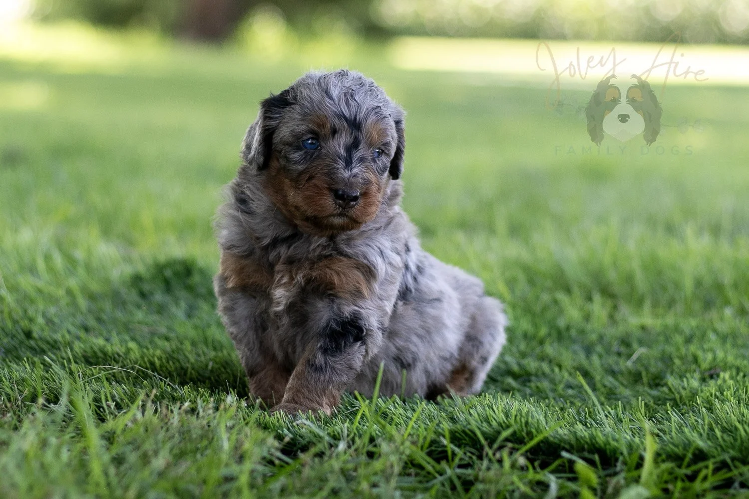 Marilla Cuthbert Bernedoodle Puppy-467.jpg