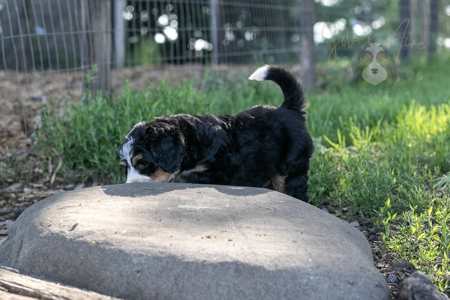 Trumpet Bernedoodle Puppy-20.jpg