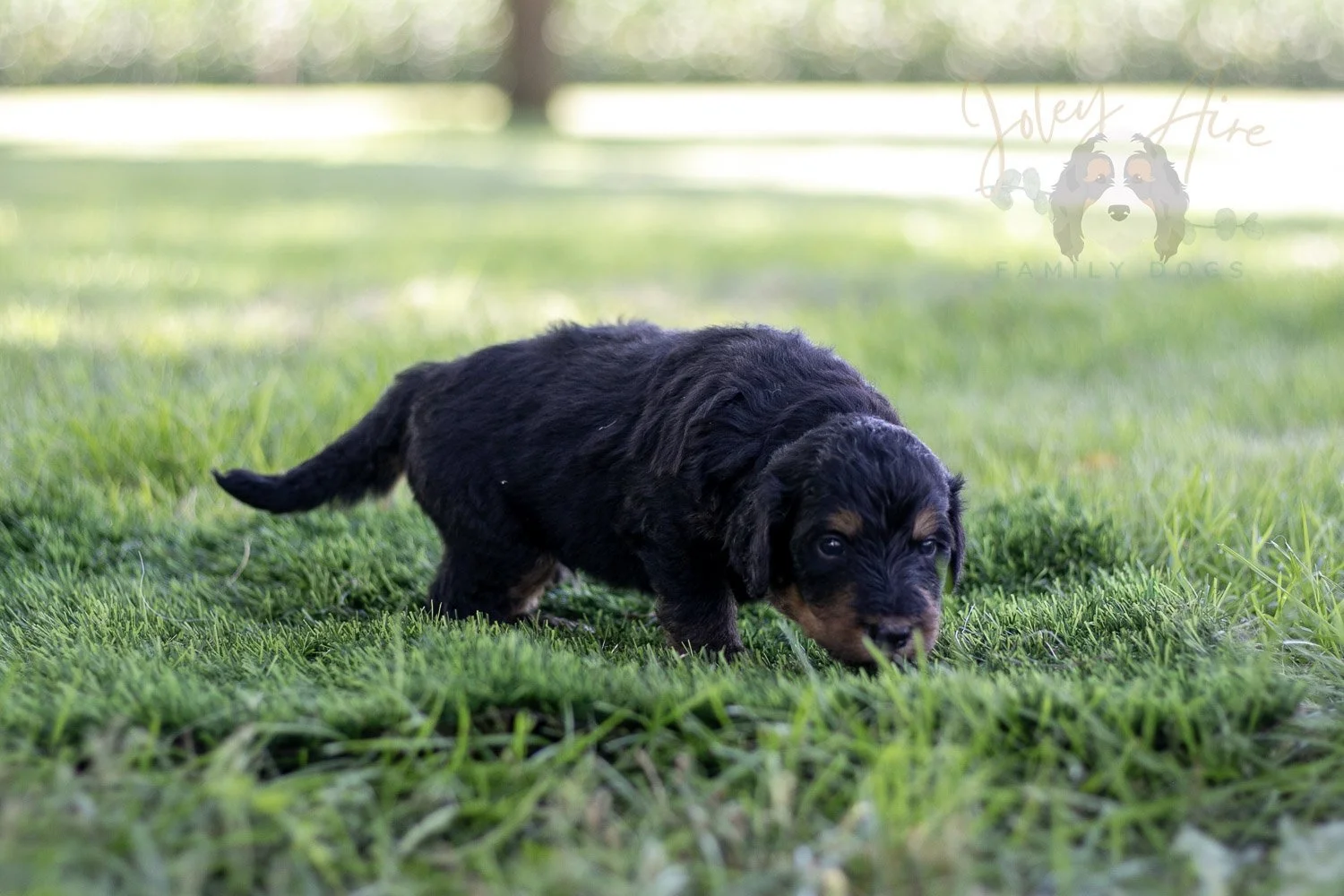 Gilbert Blythe Bernedoodle Puppy-581.jpg