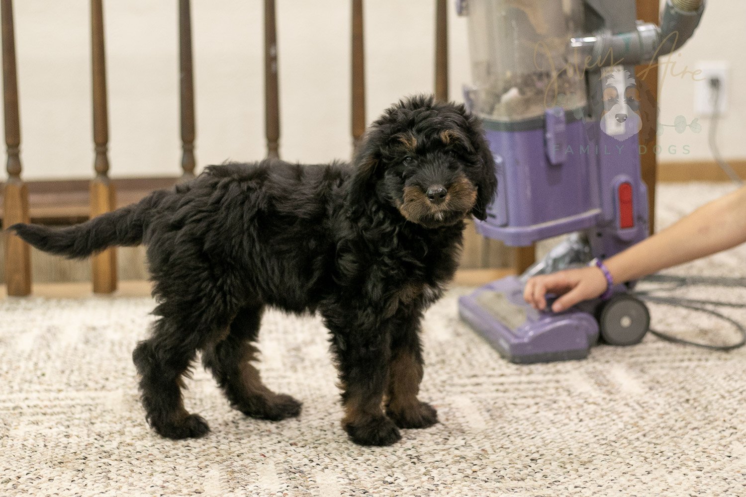 Olympic Bernedoodle Puppy-478.jpg