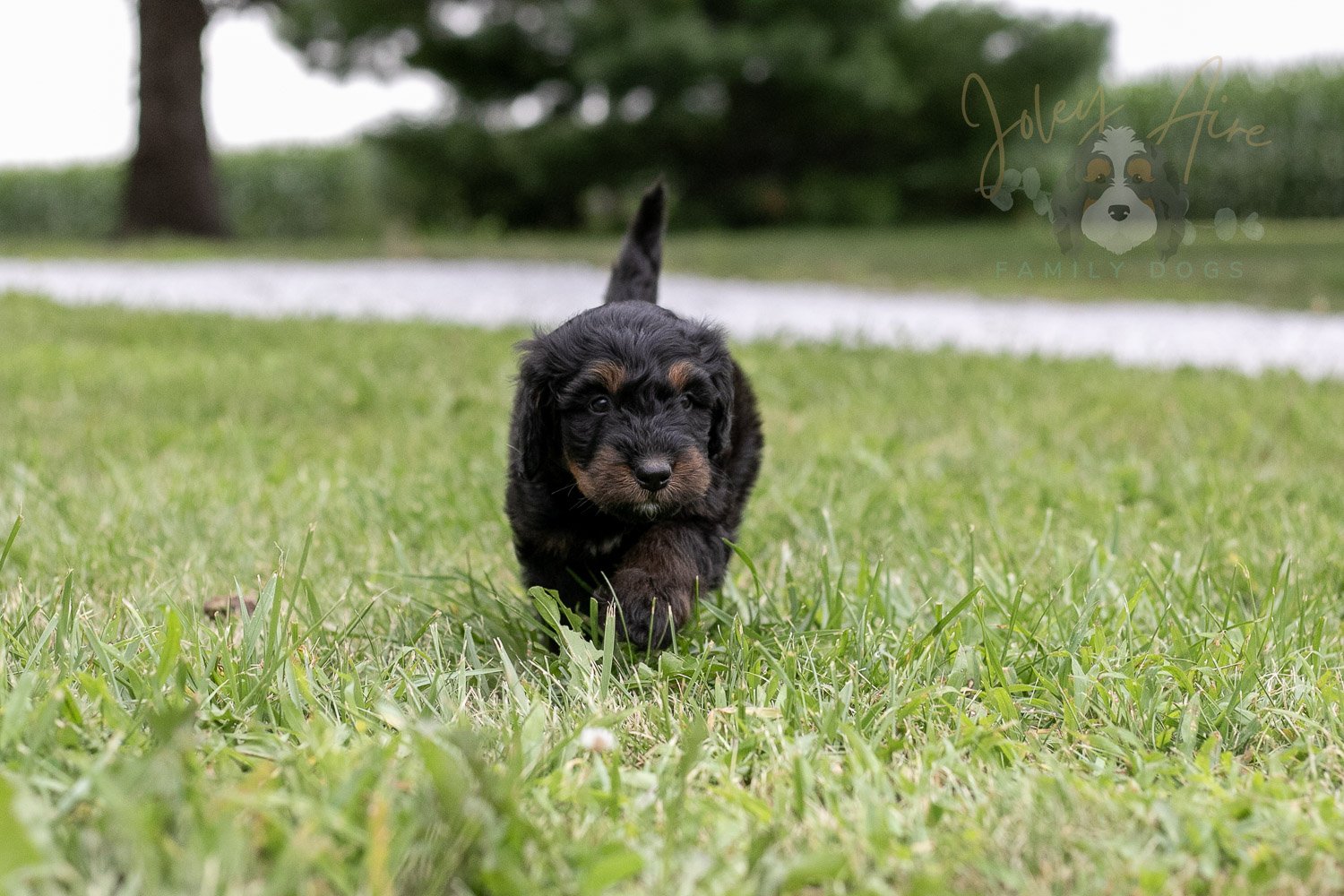 Olympic Bernedoodle Puppy-39.jpg