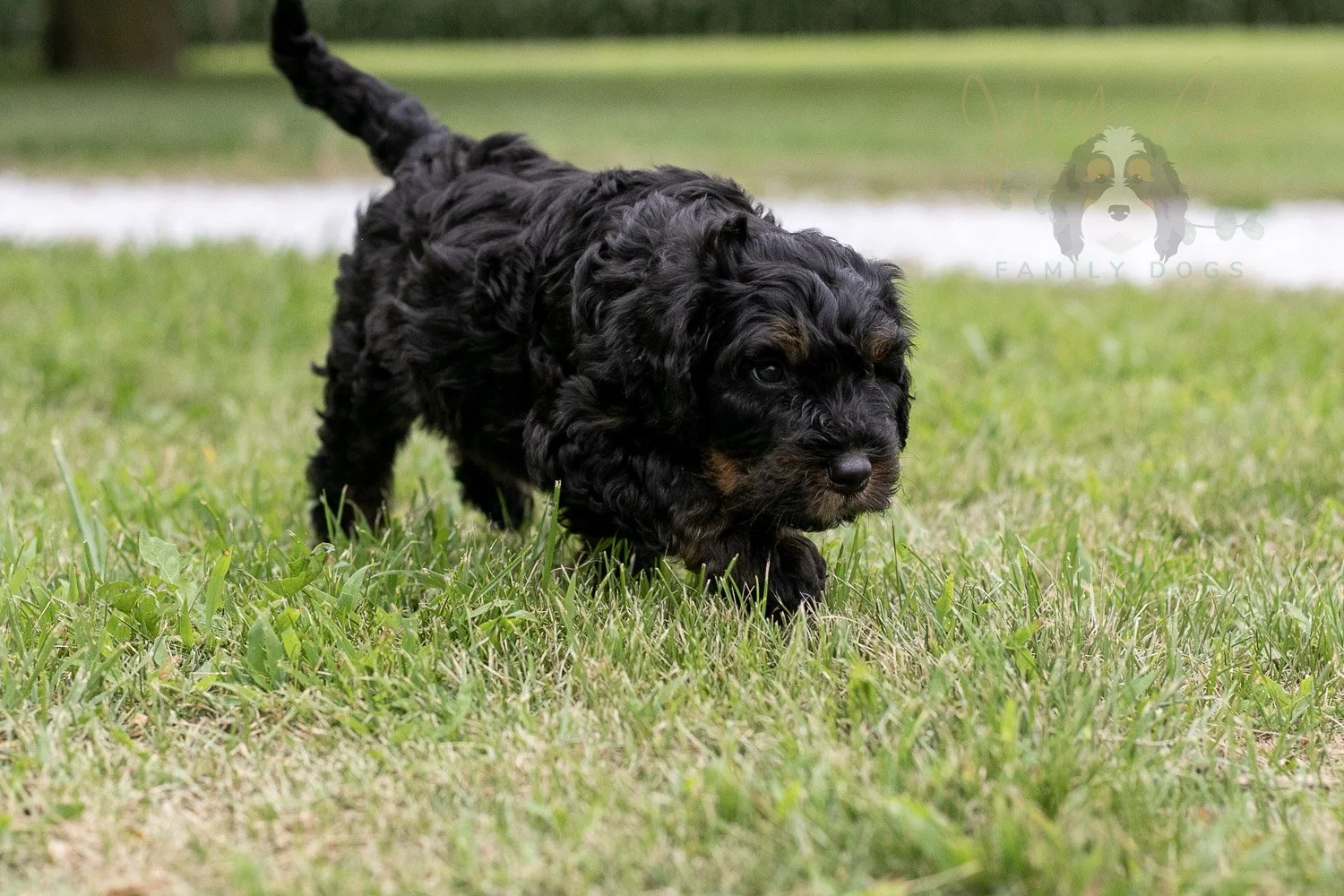 Acadia Bernedoodle Puppy-82.jpg