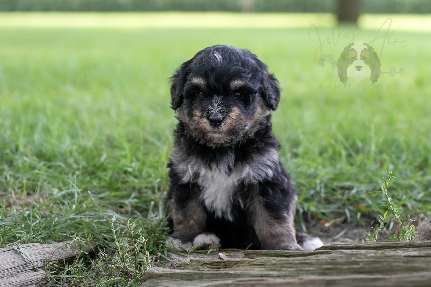 Georgia Bernedoodle Puppy-211.jpg
