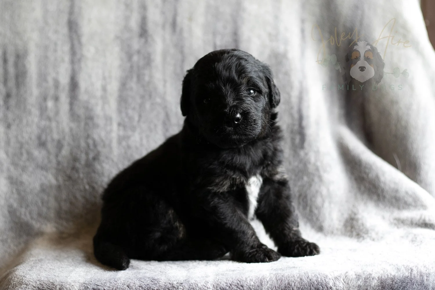 Andy Warhol Bernedoodle Puppy-123.jpg