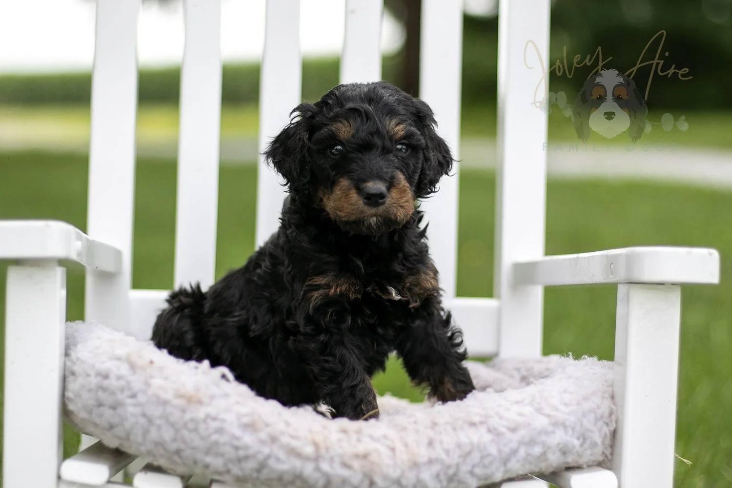 Bryce Bernedoodle Puppy-789.jpg