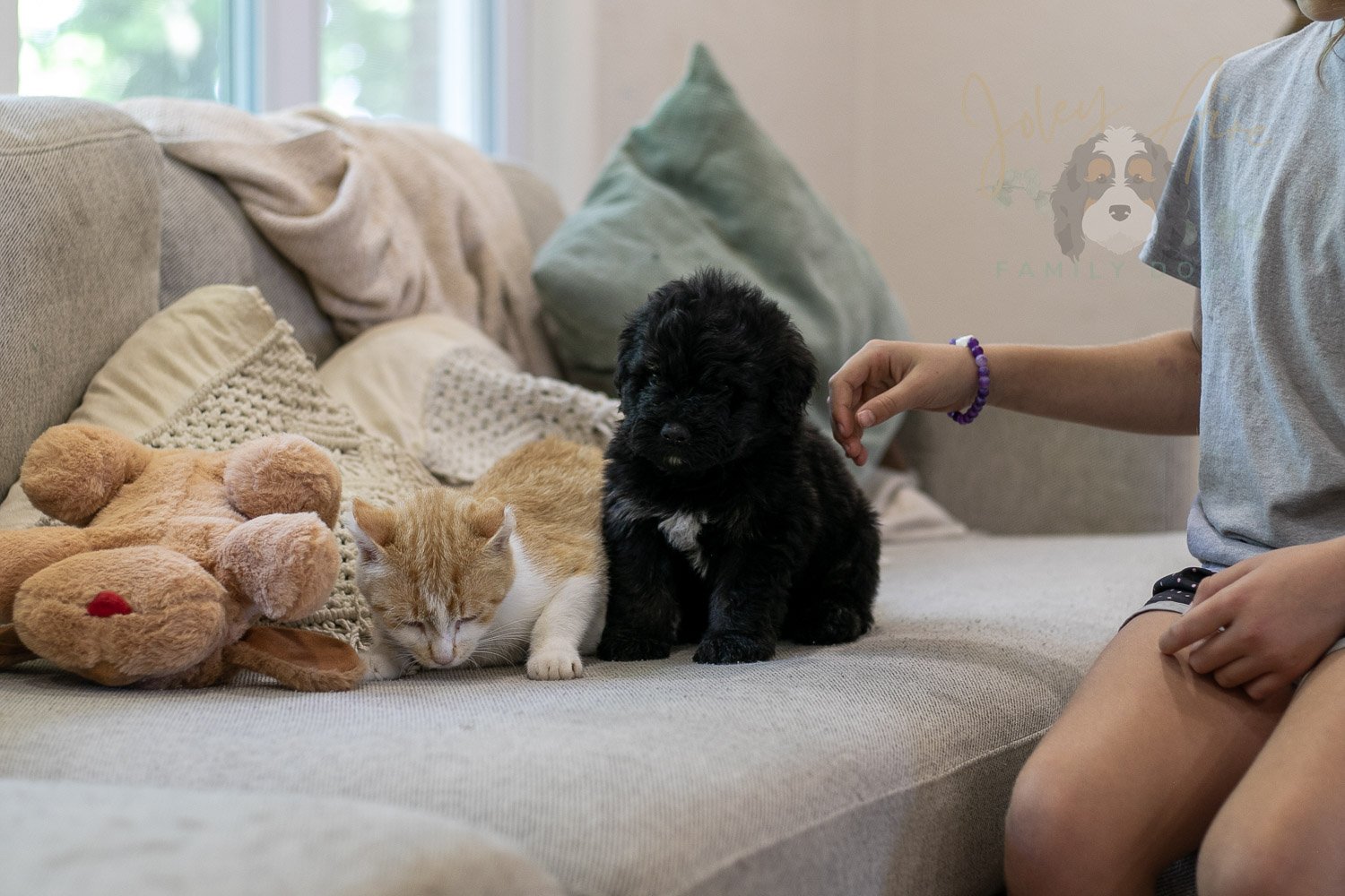Andy Bernedoodle Puppy-269.jpg